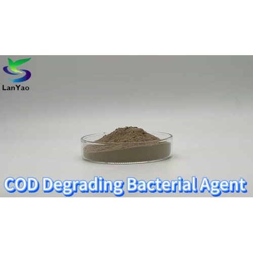COD Degrading Bacterial Agent
