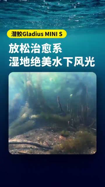 World Wetlands Day Explore serene wetland depths with Qianjiao Gladius MINI S — pure immersive underwater tranquility.