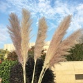 Yunnan Factory Deep Pampas Grass Artificial Flowers for Home Decor1