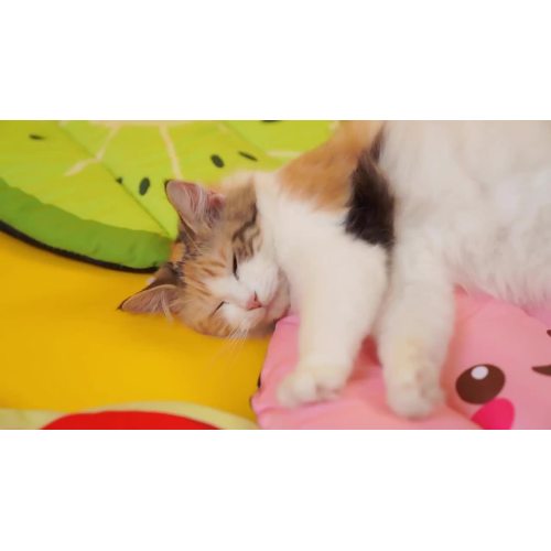 High Quality Pet supplies wholesale Cool mat waterproof cat mat1