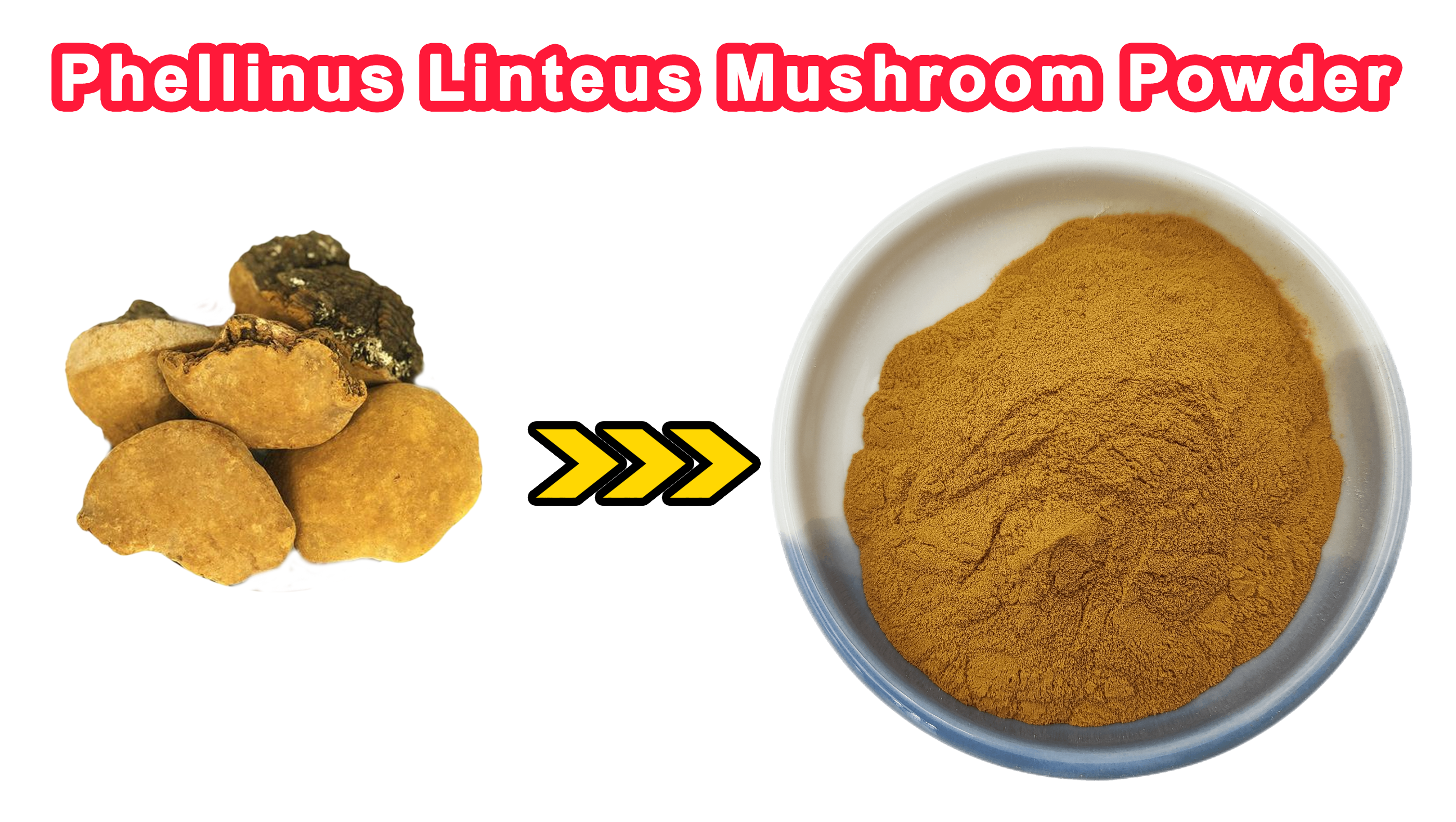 Phellinus Linteus Powder