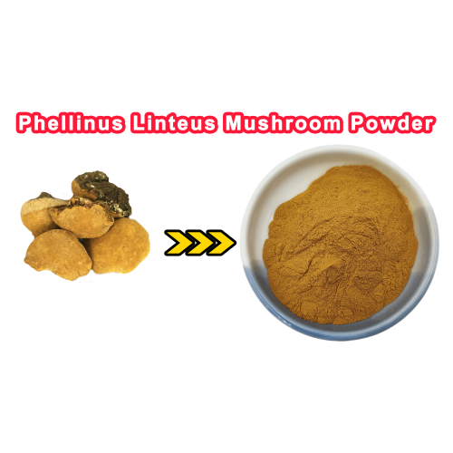 Phellinus Linteus Mushroom Powder