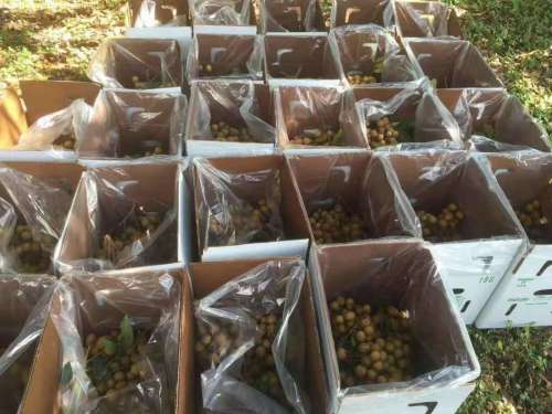 Garantindo o controle adequado da temperatura para remessas refrigeradas e congeladas