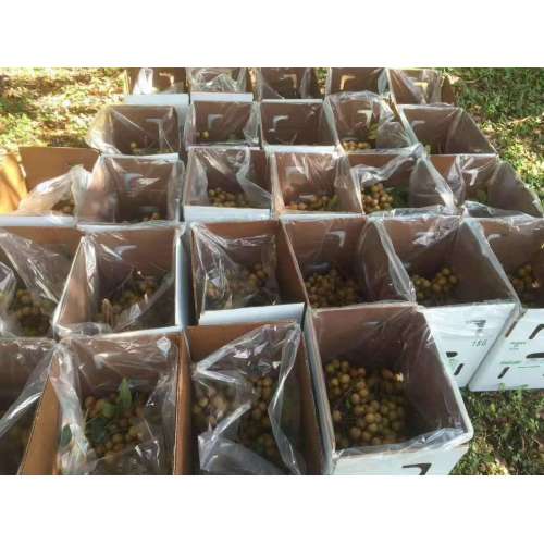 Забеспячэнне належнага кантролю тэмпературы для астуджаных і замарожаных грузаў