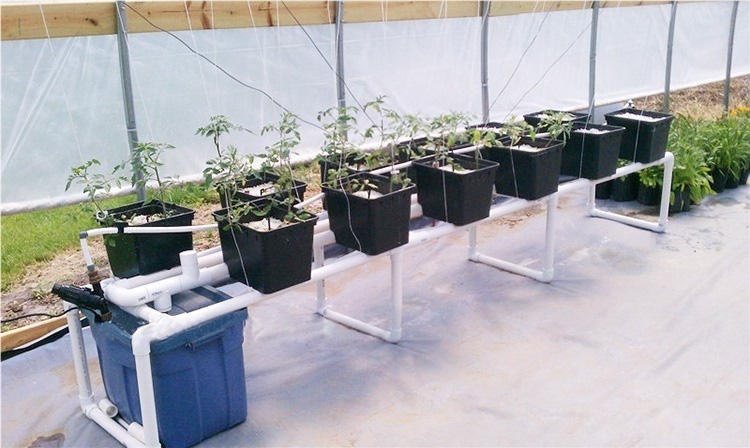 Skyplant hydroponic holländska hink tomater växer system