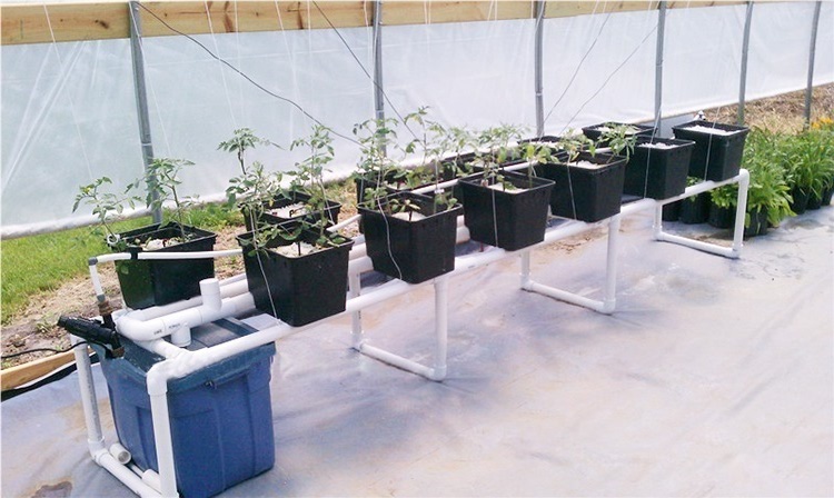 Tomato baldi hidroponik Skyplant tumbuh sistem