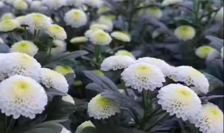 স্প্রে হোয়াইট ক্রিস্যান্থেমাম কোলোন পারফিউম