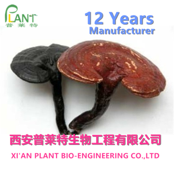 Reishi Mushroom Extract 