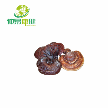 Asia's Top 10 Ganoderma Extract Brand List