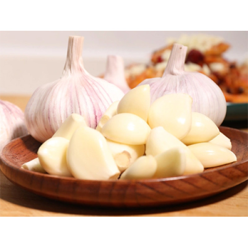 Küresel Sarımsak Endüstrisi 2026'da Karma Dinamiklerle Karşı Karşıya: Arz Kaymaları ve Piyasa Volatilitesinin Ortasında İstikrarlı Büyüme