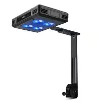 Lumière LED corallienne 052