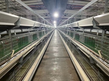 Comment nettoyer et désinfecter les cages de poulet?