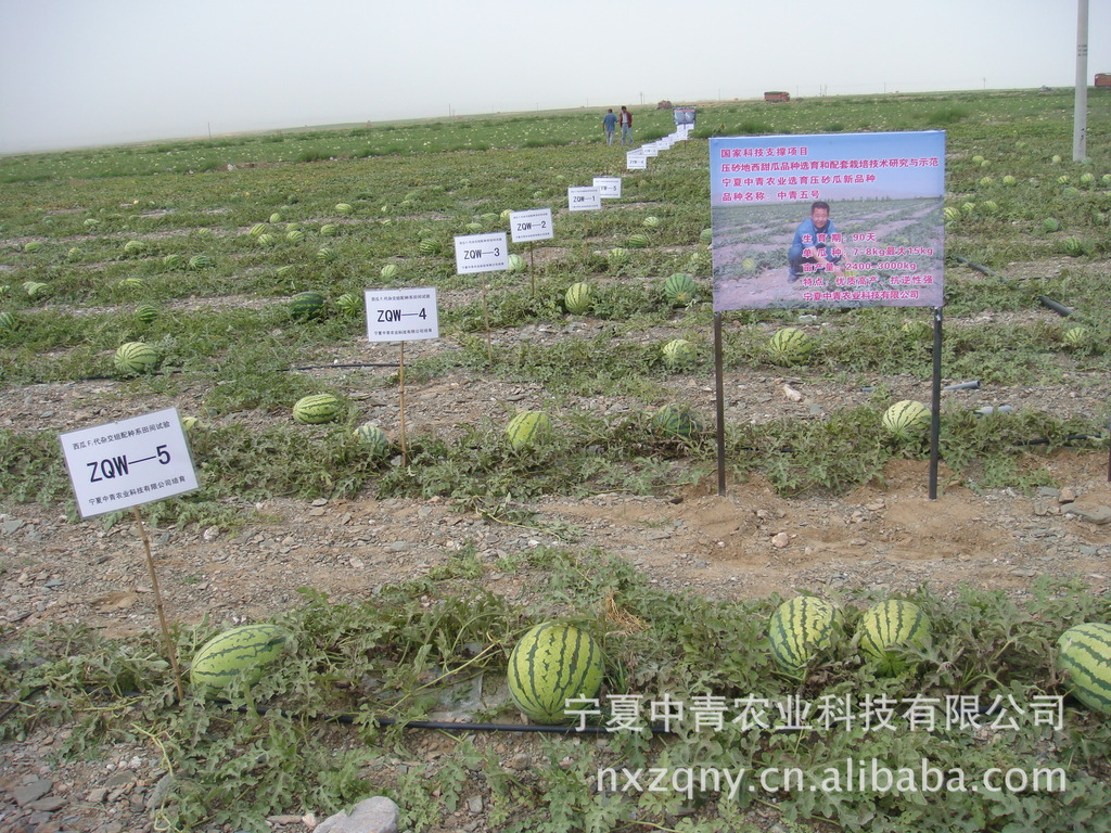 Ningxia Zhongqing Agricultural Technology Co. Ltd.