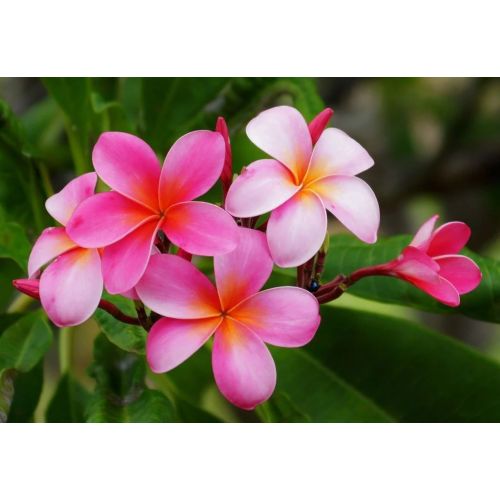 Flores tropicales que te harán pensar en las flores de Hawai-Plumeria