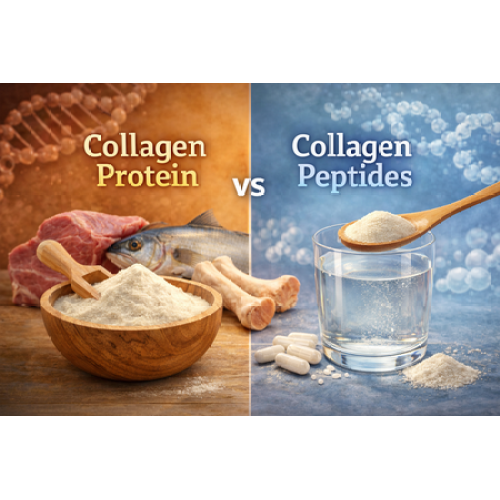 Коллагеновый белок против коллагеновых пептидов: в чем реальная разница?
