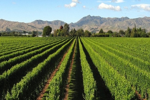 Binchuan, Yunnan, tornou-se uma importante fonte de vegetais e frutas para a Grande Área da Baía Guangdong-Hong Kong-Macau.