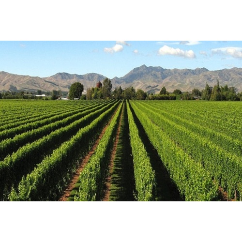 Binchuan, Yunnan, tornou-se uma importante fonte de vegetais e frutas para a Grande Área da Baía Guangdong-Hong Kong-Macau.