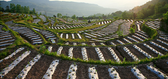 ChongQing Baifu Foods Co., Ltd.