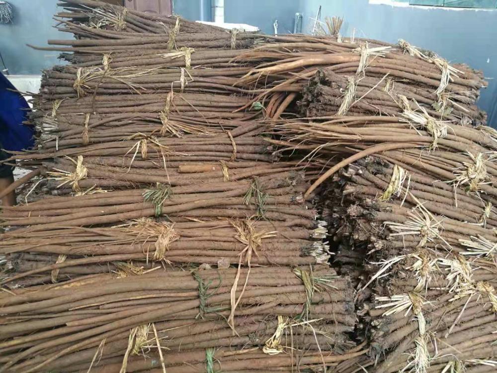 Raw Material Plantation