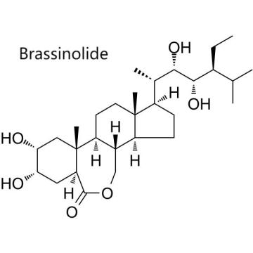 Brassinolide basic information