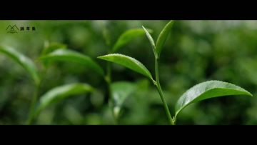 One Brew, Unexpected White Pu'er Taste
