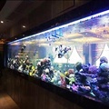 Custom Clear Large Acrylic Glass Tube Aquarium Fish Tunnel for Sale1