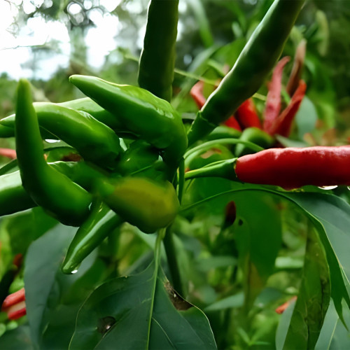 Flow of agricultural science popularization: master 3 small skills, millet pepper knot pepper more and better