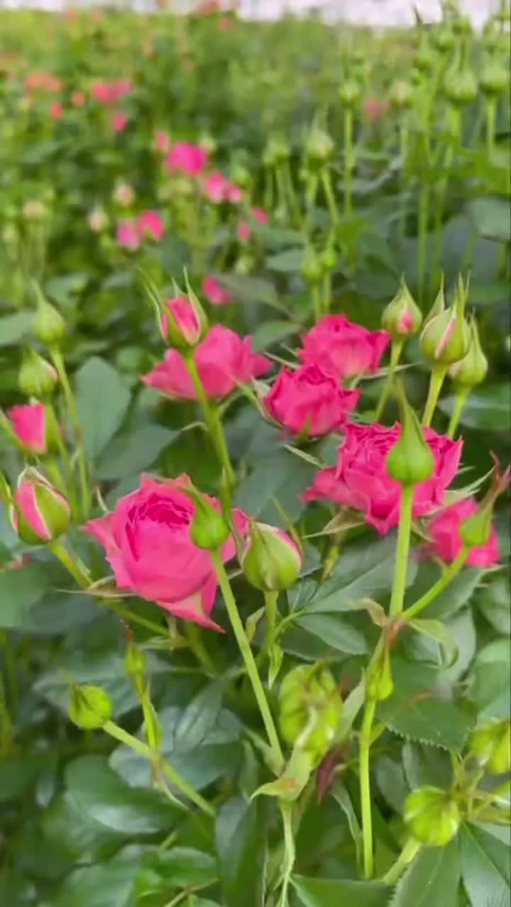 সোফির পিঙ্ক স্প্রে গোলাপ