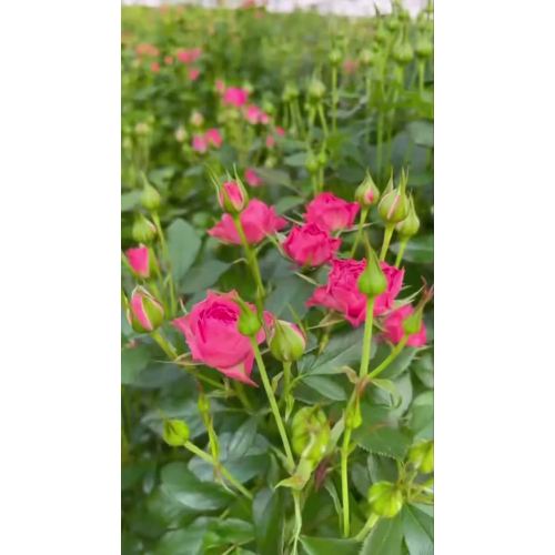 সোফির পিঙ্ক স্প্রে গোলাপ