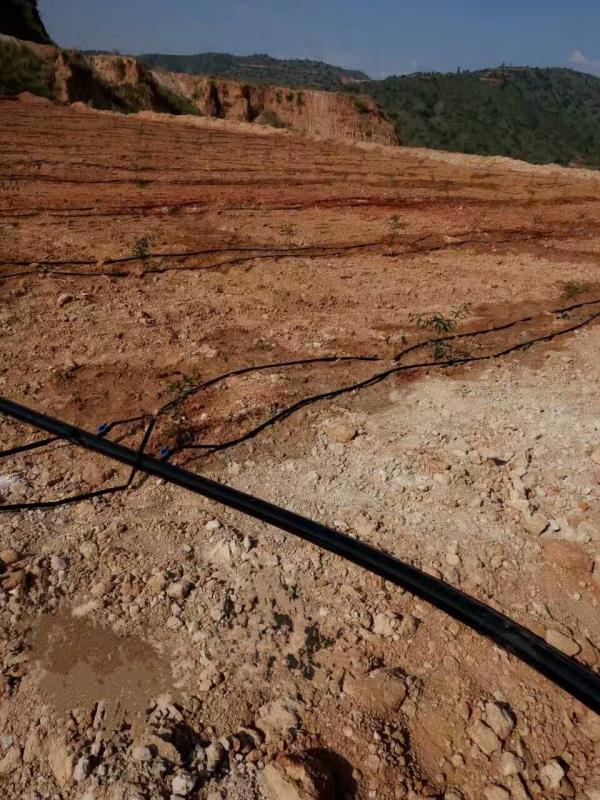 Raw Material Plantation