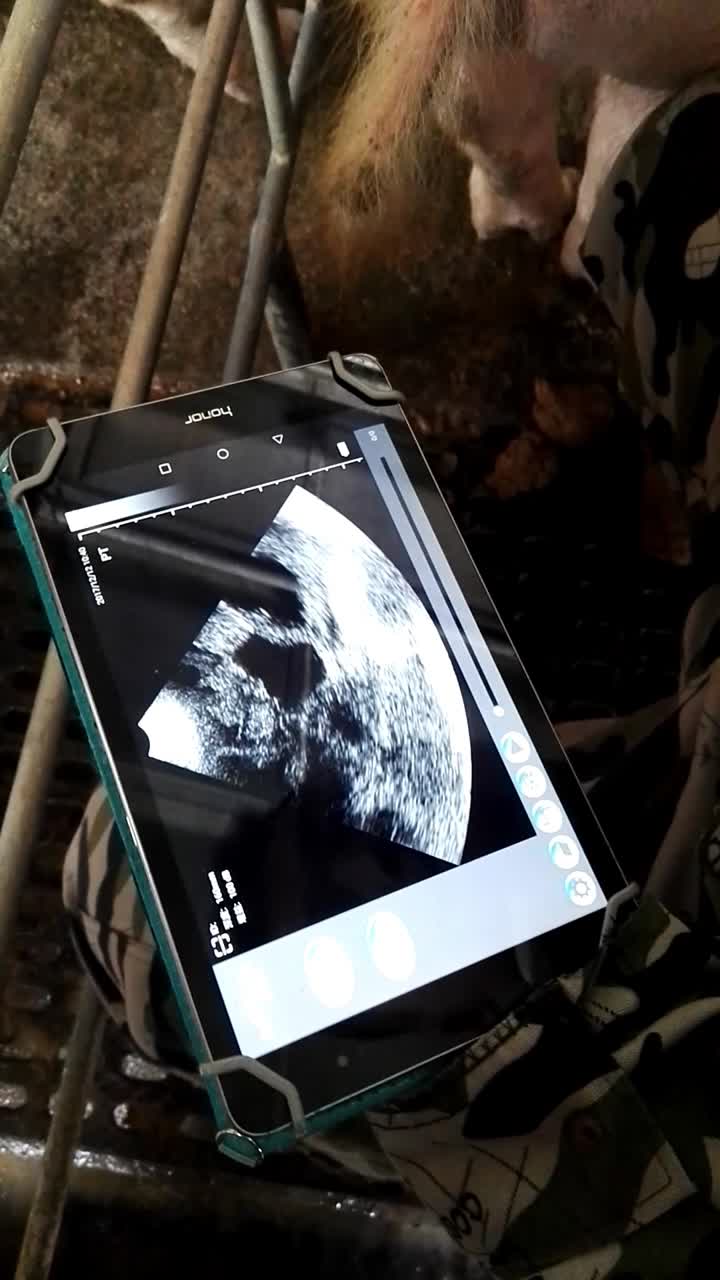 Wireless Swine Ultrasound