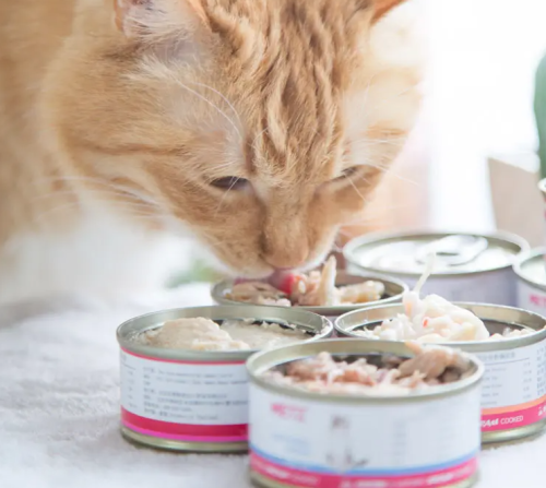 The Ascent of Independent Pet Brands: Redefining the Landscape of Pet Packaging