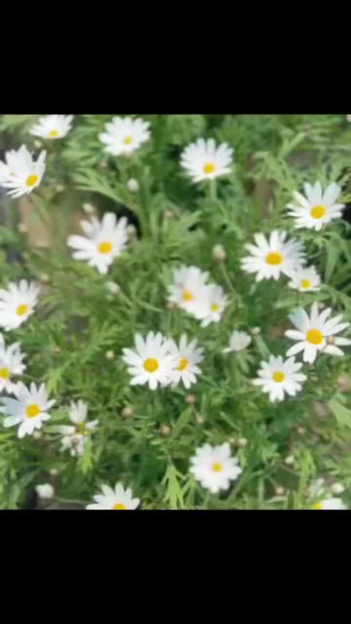 সাদা ক্রাইস্যান্থেমাম মেরিগার্ট স্প্রে করুন