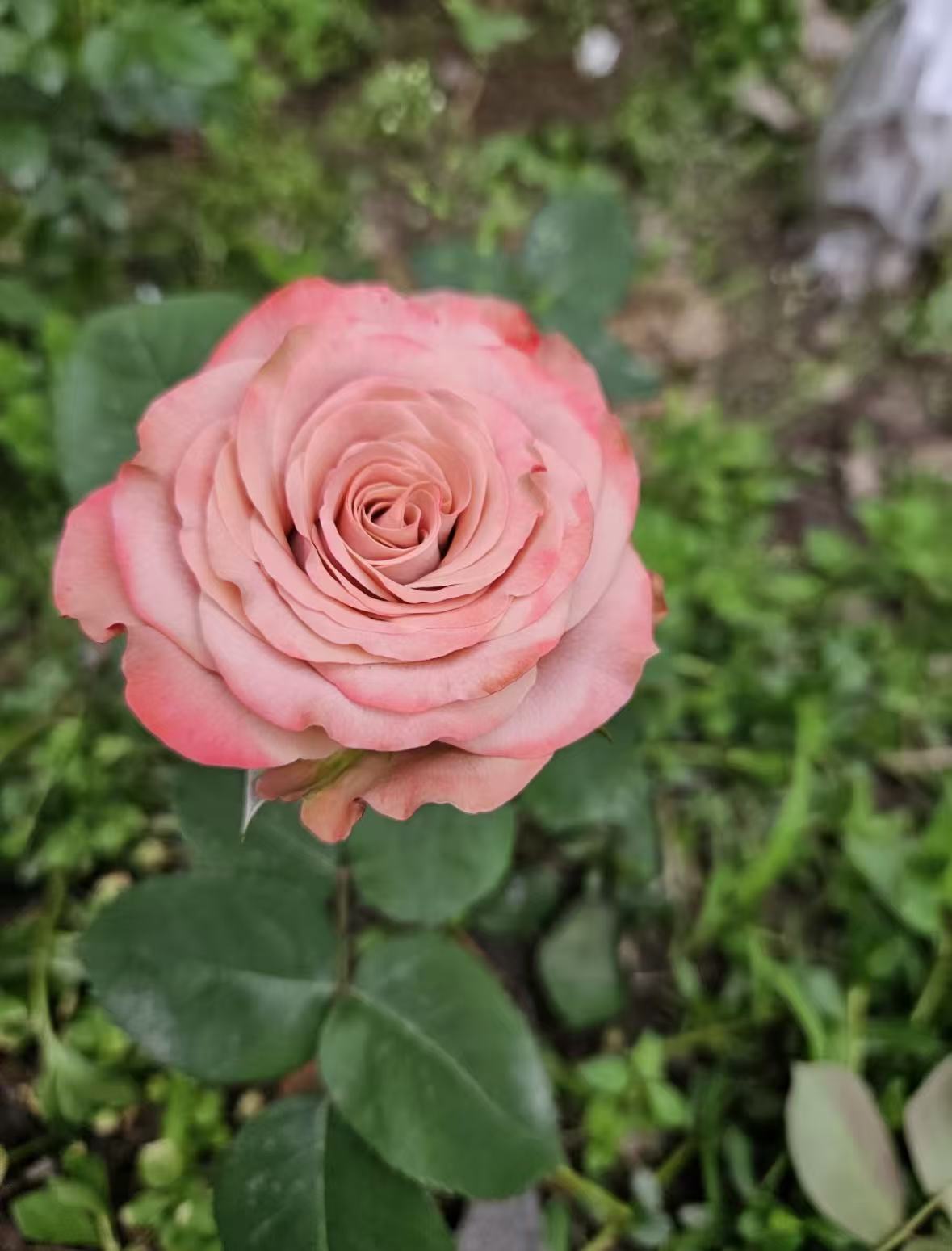 ক্যাপুচিনো গোলাপ