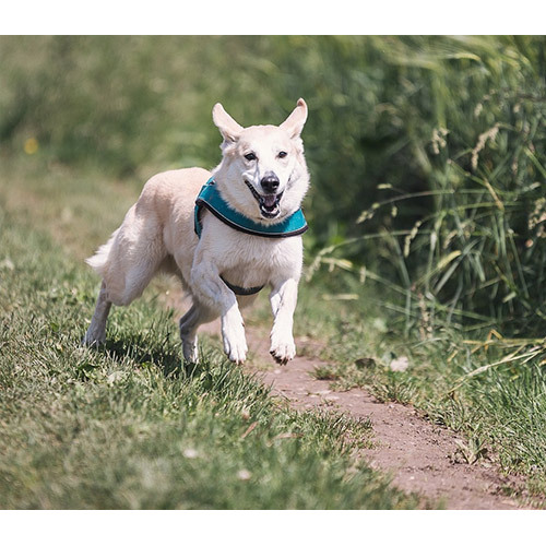 犬を飼っているときは何を考慮しますか？