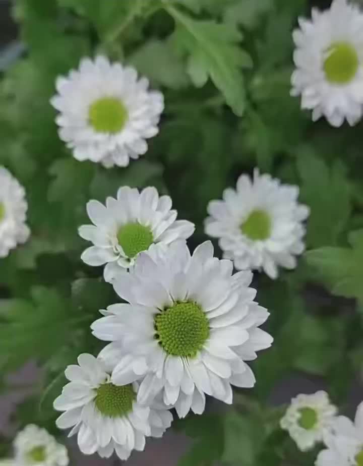 সোফিটেল স্প্রে হোয়াইট ক্রাইস্যান্থেমাম