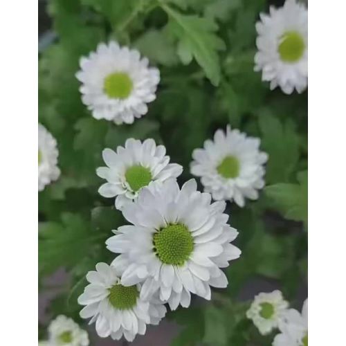 সোফিটেল স্প্রে হোয়াইট ক্রাইস্যান্থেমাম