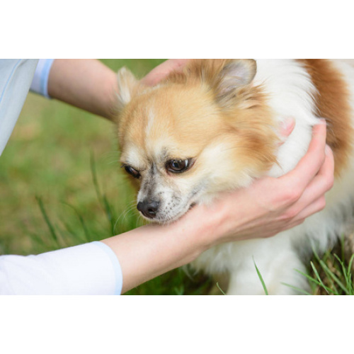 A importância do cuidado com animais de estimação