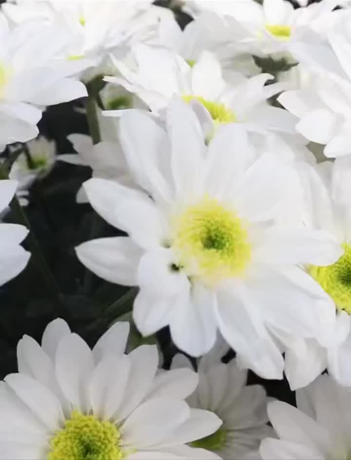 মোনালিসা সাদা চন্দ্রমল্লিকা স্প্রে