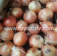 Wholesale new yellow onions