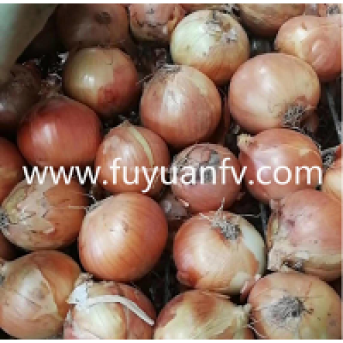 Wholesale new yellow onions