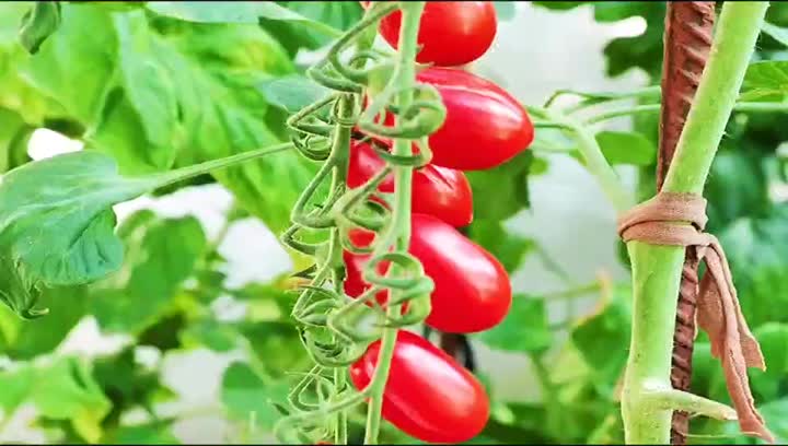 Serre de tomates