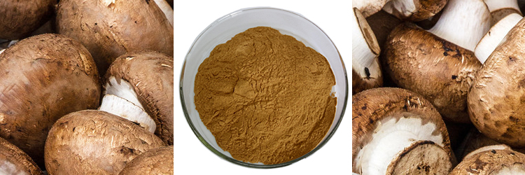 Chinese High Quality Shiitake Mushroom-based Extract Polysaccharide.jpg