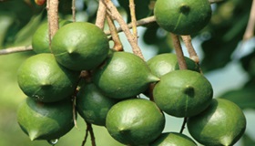 Yunnan Disi Enterprise Group Nut Co., Ltd