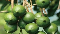 Yunnan Disi Enterprise Group Nut Co., Ltd