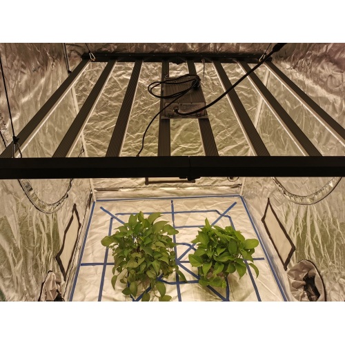 What Light is Best for Growing Seedlings?