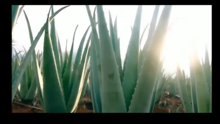 Aloe vera in polvere secca a foglia intera