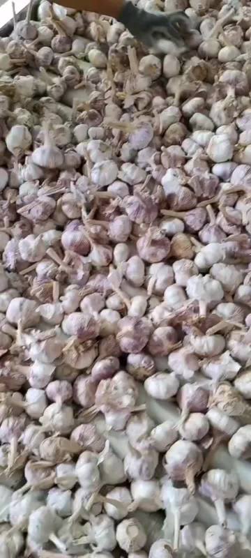 pick good garlic
