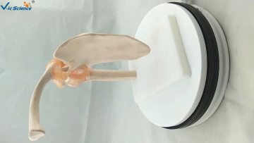 Shoulder Joint