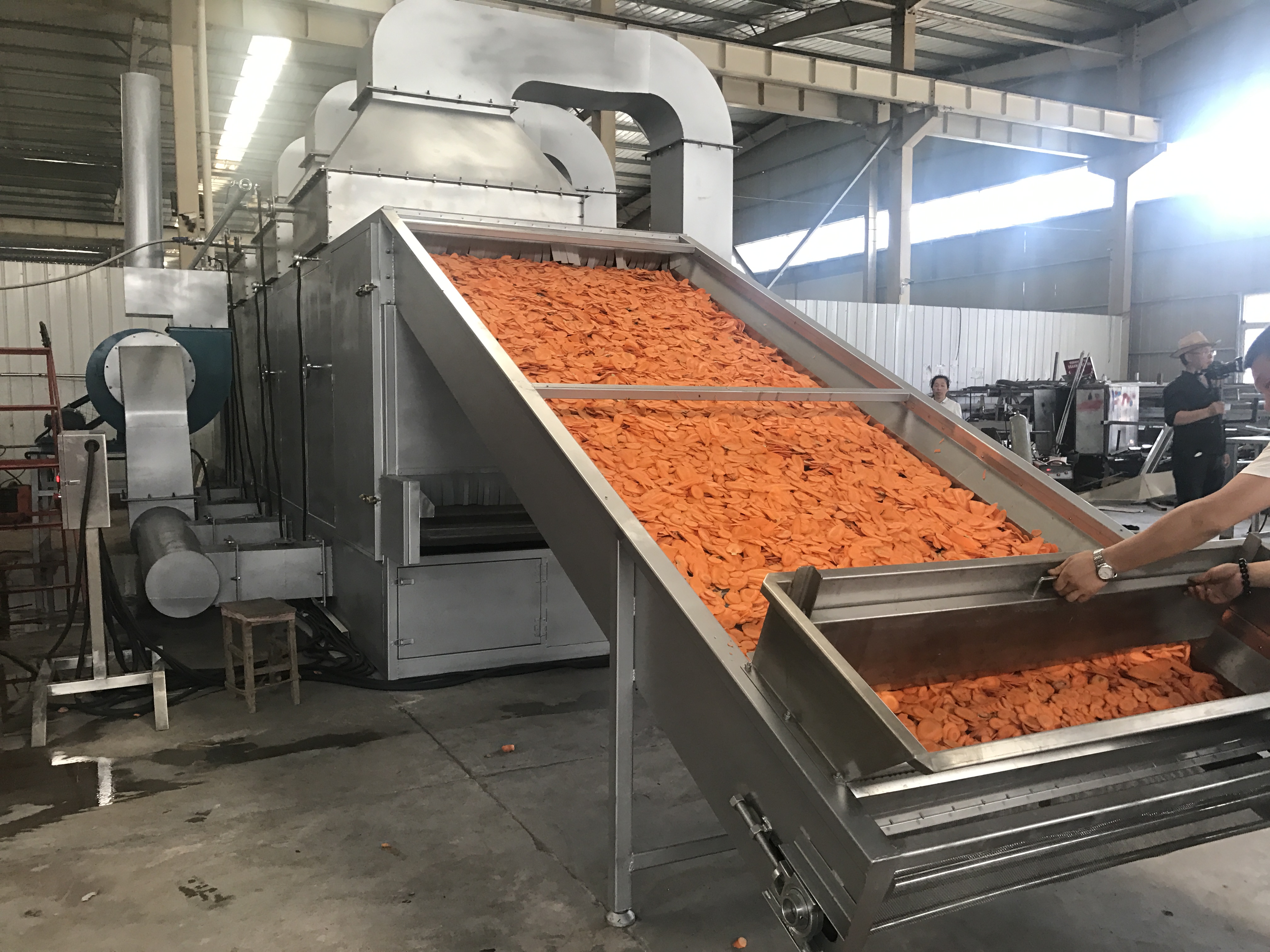 Máquina de secagem de cenouras
